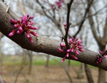 Eastern Redbud