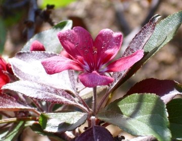 Flowering Crabapple