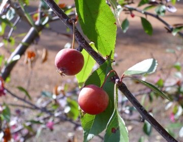 Flowering Crabapple