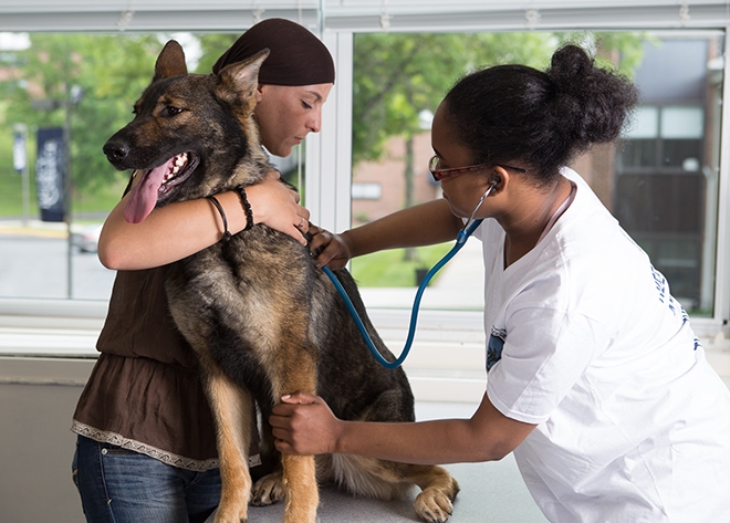 What Do I Need To Become A Vet Tech